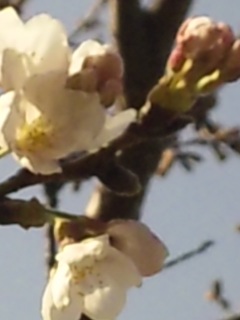 JԐ錾I