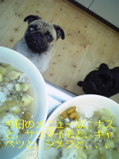 ゴハンの準備中